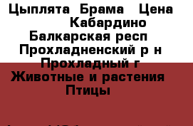 Цыплята  Брама › Цена ­ 60 - Кабардино-Балкарская респ., Прохладненский р-н, Прохладный г. Животные и растения » Птицы   